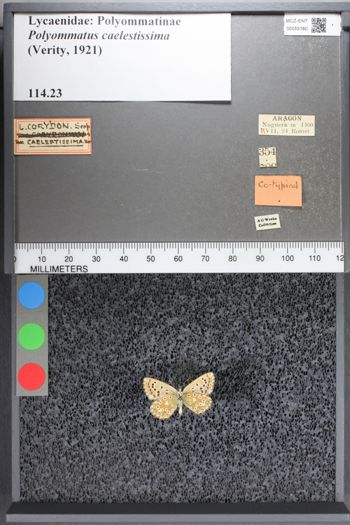 Media type: image;   Entomology 55160